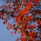 ご近所紅葉　さくら