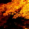 永観堂の紅葉