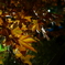先がけ紅葉