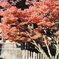 紅葉７