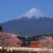桜と富士