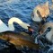 鳥は水に、魚は空に