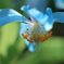 ヒマラヤに咲く青いケシの花