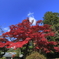 堂々紅葉