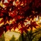 夕陽と紅葉