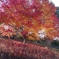 紅と黄