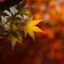紅葉に惹かれ