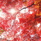 紅が下りる