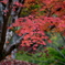 初紅葉