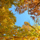 in autumnal sunshine-Ⅲ