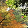 山茶花の咲く境内