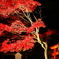 阿夫利神社 紅葉