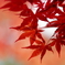 紅色 Ⅱ