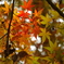 DA16-85mm 85mm F5.6