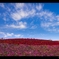 Blue sky ～みんな空の下～