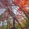 乃木大将像の紅葉