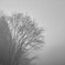 Milky Tree