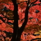 寂光院紅葉　④ 横Ver.