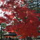 法隆寺紅葉