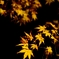 黄色い紅葉