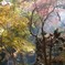 幻惑の森