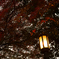 京都紅葉めぐり（40/50）