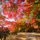 紅葉