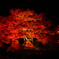 燃える紅葉