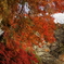 メインは紅葉