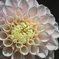 Dahlia