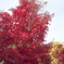MOMIJI