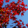 青空と紅葉