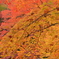紅葉の匂い