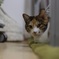 家猫2