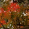 DSC04305
