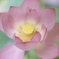 法金剛院a_zd1435f2_20080705_0106 1