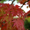 MOMIJI