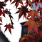 MOMIJI
