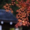 平林寺2014