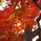 紅く、紅く。