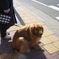 フサフサしっぽ