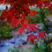 DSC09518