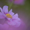 晩秋桜　1