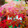 「紅手鞠」