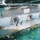 ペンギン