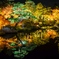 紅葉ライトアップ 由志園