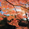 紅葉に学ぶ