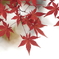 白に溶ける紅