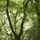 若草山b_ZD1435f2_0198_20080506