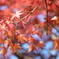 紅葉②